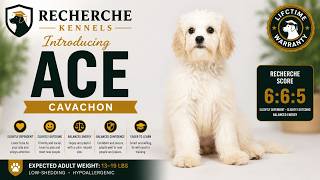 For Adoption! "Ace" - Balanced & Small Cavachon Mr. Brown from Brook & Dickens