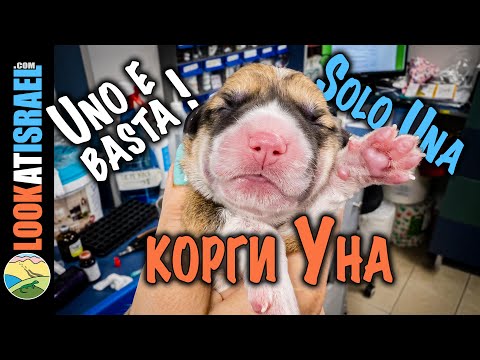 Корги Уна - Одна единственная! Sababa Shire Lonely Lady Trinity