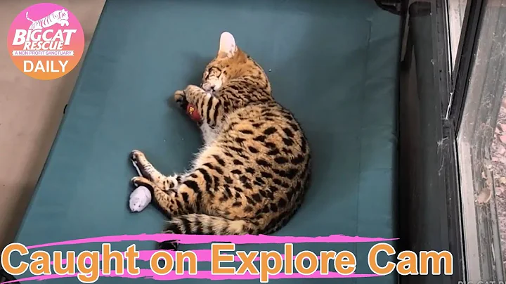 Video 7453591: big savannah, big cat rescue