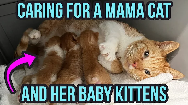 How to Care for a Mama Cat & Kittens (3 Top Tips!) - DayDayNews