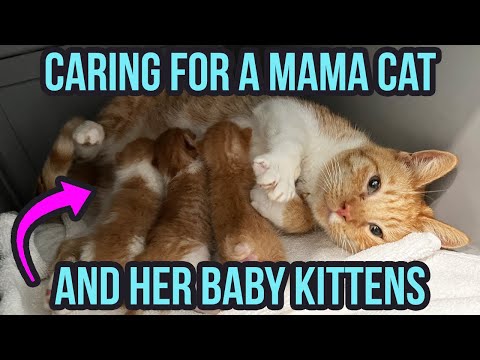 Video: How to Take Care of a Prematurely Born Baby Cat: 15 Steps