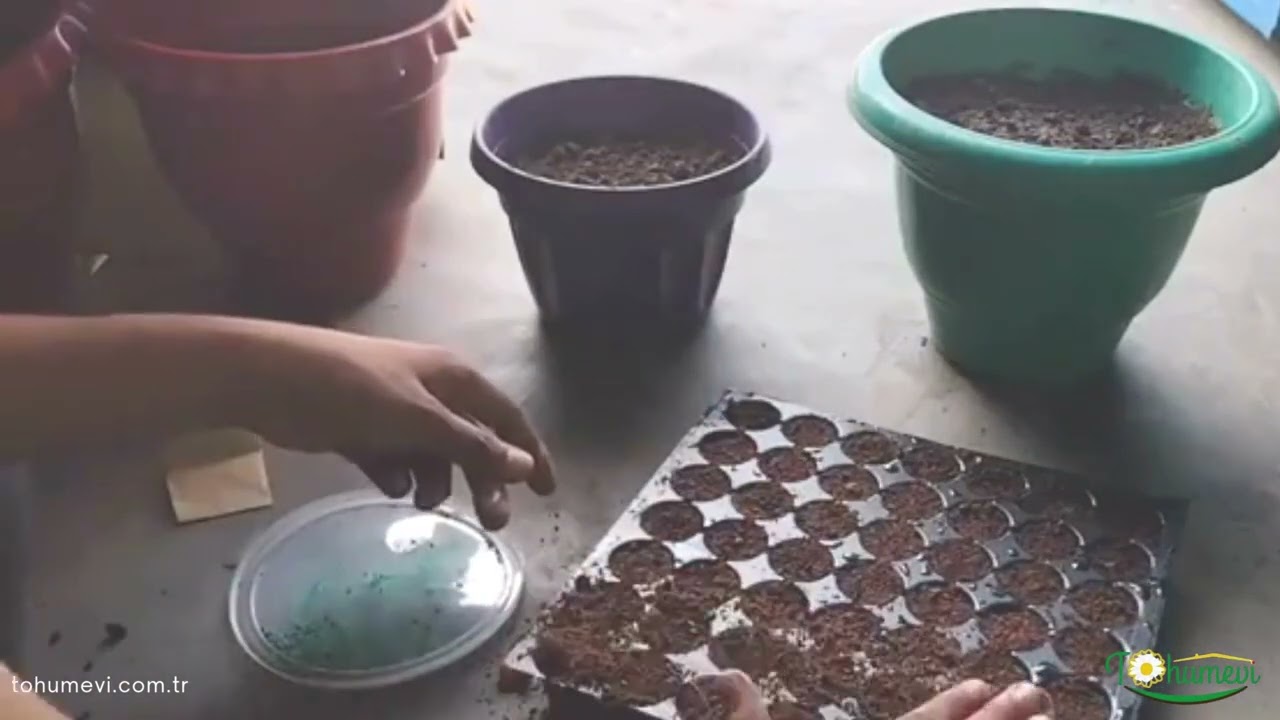 süs lahanası tohum ekim videosu