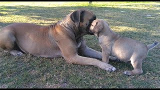 Real Boerboels - Adorable Boerboel Mama Plays with Her Lively Puppies in the Garden 🐾