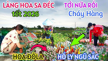 TỚI NỮA RỒI LÀNG HOA SA ĐÉC NGAY LÚC NÀY BÙNG CHÁY NHIỀU MẪU HOA TẾT ĐỘC LẠ - HỒ LY NGŨ SẮC LỘ DIỆN