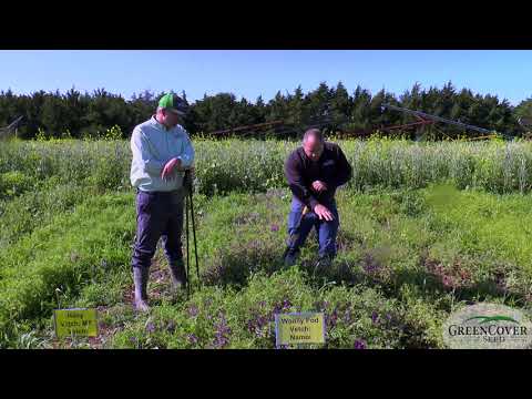 Video: Woollypod vikių pasėlis: kaip auginti vilnonių vikių augalus