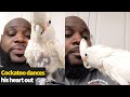 Cockatoo dances his heart out as New York vet beatboxes