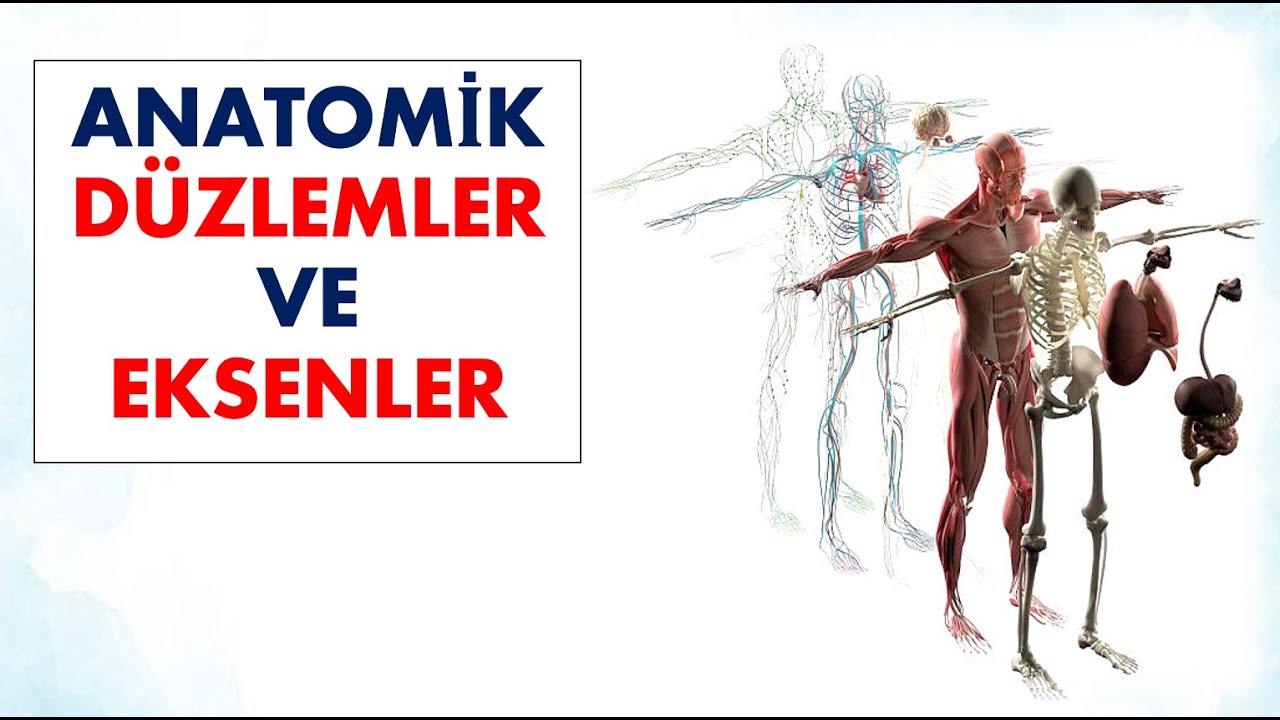 Anatomi Düzlemler ve Eksenler Konu Tekrarı | Soru Çözümüyle Öğren!