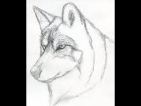 easy wolf pencil drawing