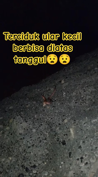 Terciduk ular kecil berbisa diatas tanggul!? #faktadunia