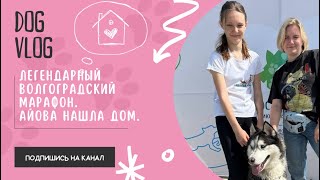 DOG VLOG: Легендарный Волгоградский марафон. Айова нашла дом.