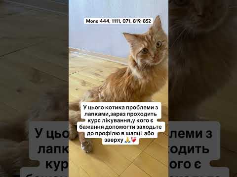 ‼️ТЕРМІНОВО‼️#рекомендації #тваринки #кошенята #лікування #терміново #хвостики #животные #україна