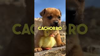 Crió a un cachorro pero 😲😲😲/#animales #animalesfantasticos #datoscuriosos #historiasreales