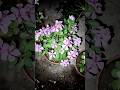 Different Types Of Flower plant#homegardening #shorts #ytshorts#vlogs#Smile With Us