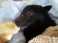 A rescued Black flying-fox enjoying a banana