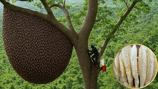 Barehanded Bee Hunter – A Wild Honey Harvest Journey with a Surprising Ending!