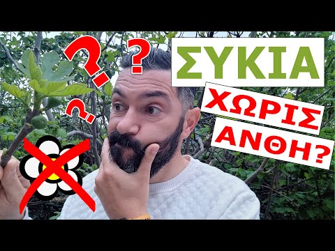 Το παράξενο με την επικονίαση της Συκιάς!