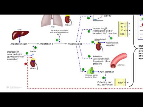 Sistema renina angiotensina aldosterone. L&rsquo;aldosterone