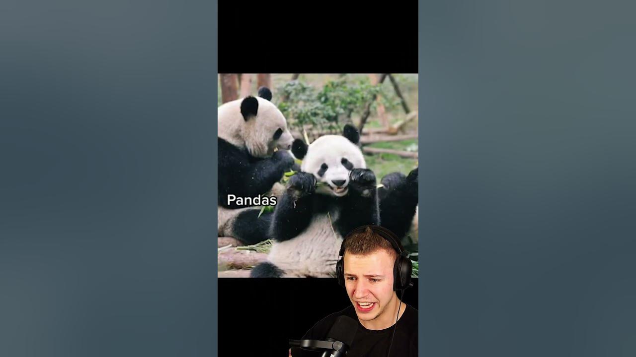 DIESE TIERE WERDEN BIS 2025 AUSSTERBEN 😢 YouTube