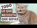 10 cosas que tu gato QUIERE QUE SEPAS