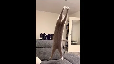 Video 11350361: russianbluecats cat, funnycats russianbluecats, cute russian blue cat, russianbluecats funny