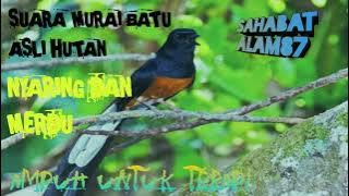 Suara Murai batu,Asli hutan Nyaring & Merdu..#masteran #pancingan #masteranmuraibatugacor