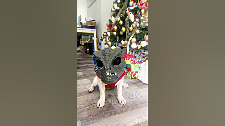 The dog ausor…