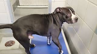 acs A686170