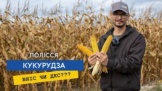картинка: ДКС, ВНІС, Syngenta, Laboulet — хто ж краще, огляд гібридів кукурудзи на Поліссі.