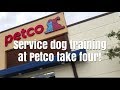 Service dog training at Petco take four Service dog training at Petco take four