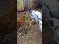 Bush Lady Chicken Chicken Raisingchickens Birds Bush Lady Chicken Chicken Raisingchickens Birds