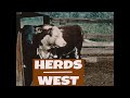 “HERDS WEST” 1955 SOUTHWEST USA CATTLE &amp; BEEF INDUSTRY FILM    HEREFORD CATTLE &amp; COWBOYS  XD78414