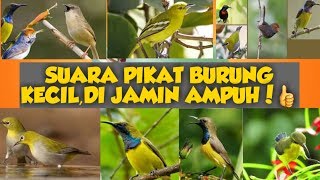 SUARA PIKAT BURUNG || the alluring sound of a bird