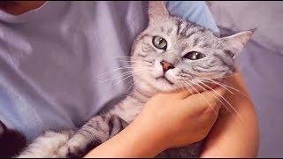 主人当着大猫面故意宠溺小猫大猫为争宠跟主人撒娇献媚求抱抱