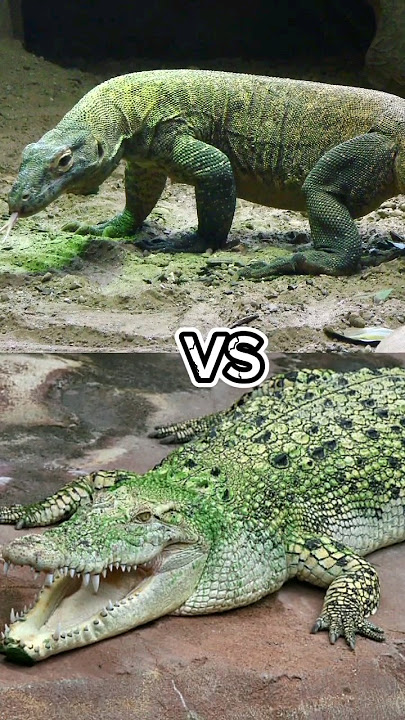 Komodo vs buaya#shorts#feedshorts#komodo#buaya