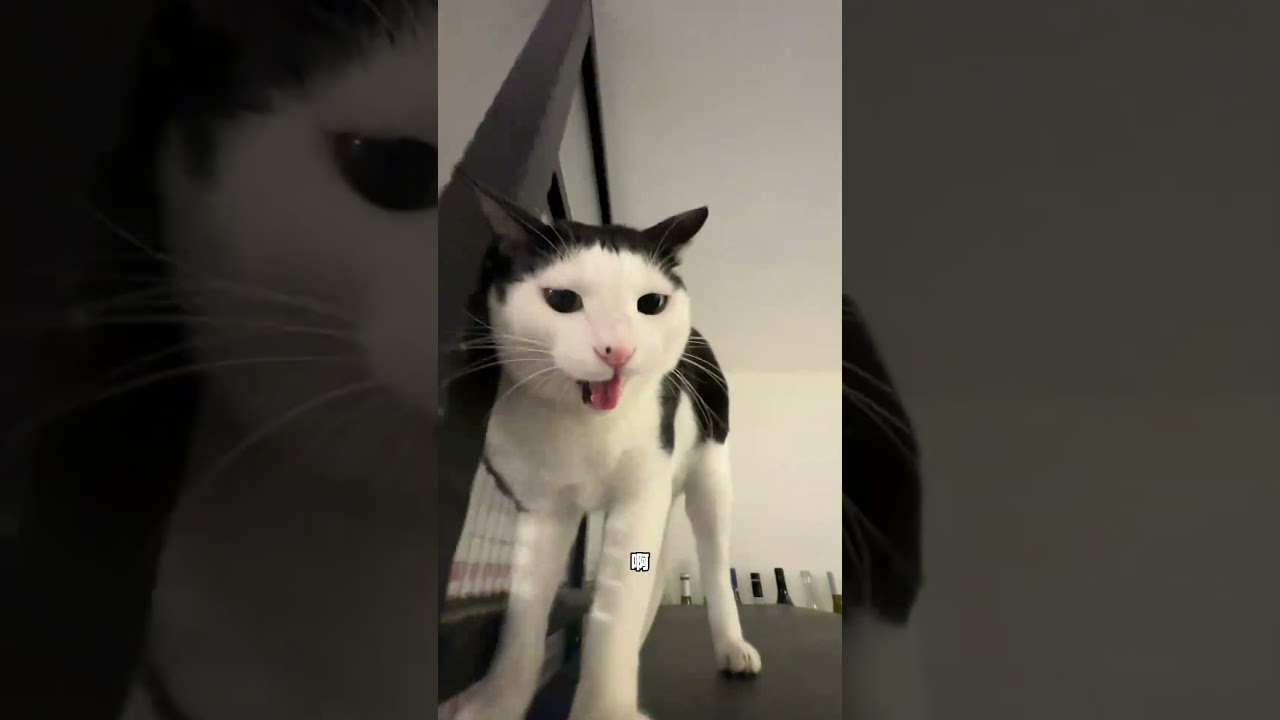 This Cat Is Clearly Broken 😂