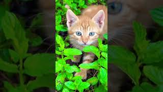 Cat hiding in the garden #cat #kitten #garden #cute #gingercat #gato #chat #kedi