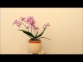 www orchidejos lt Phalaenopsis Wild Pink