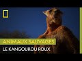 Le kangourou roux, bagarreur dans l'âme