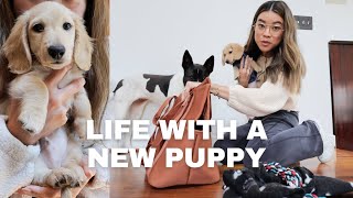 LIFE WITH A NEW PUPPY | What I bought for him & our new routine! Miniature Long Haired Dachshund