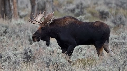 Maximum Action Montage #1