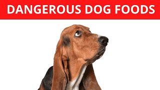 20 Common Foods That Can harm Your Dog by mypethow 92 views 2 months ago 4 minutes, 51 seconds