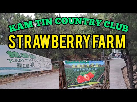 KAM TIN COUNTRY CLUB | STRAWBERRY FARM HK PART 1 #ytvideo #farm #bonding #funday #holidaymoment #yt