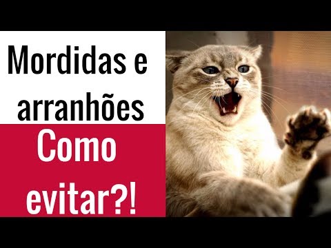 Vídeo: O Que Fazer Se Um Gato Arranhar