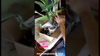 A Terezinha Barbosa Enviou Um Vídeo Mostrando Como Sua Orquídea Chegou