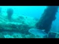 Spearfishing Playa del Carmen ,cancun ,tulum,Amazing Shots