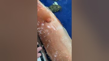 CÁ MÚ ĐỎ CÔN ĐẢO SIÊU TO KHỔNG LỒ