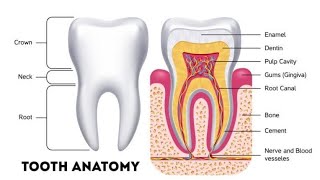 Dental Anatomy | The Anatomical Landmarks of the Crown | Elevations