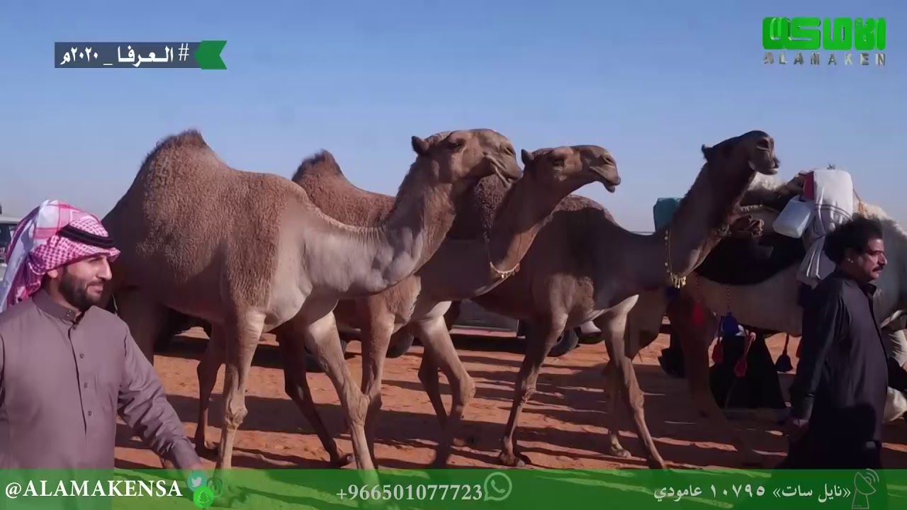 مسيرة العرفا للمالك مهنا إبراهيم المزروعي العنزي