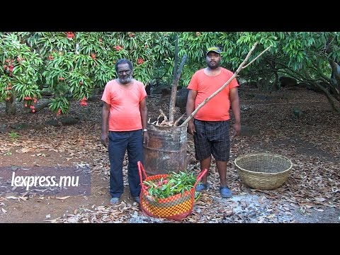 Vidéo: Mon litchi ne produira pas de fruits - Apprenez à faire un fruit de litchi