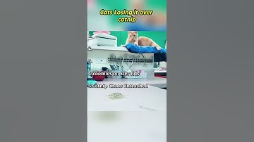 Cats Losing it over catnip #shorts